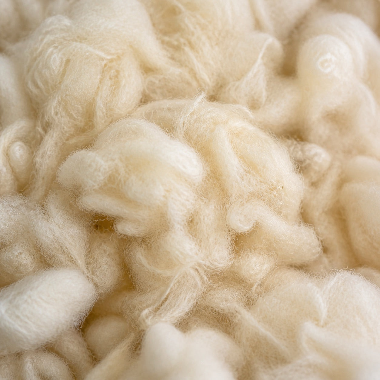 Macro view of natural wool fibres